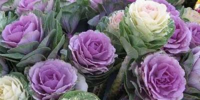 Flowering Kale & Cabbage