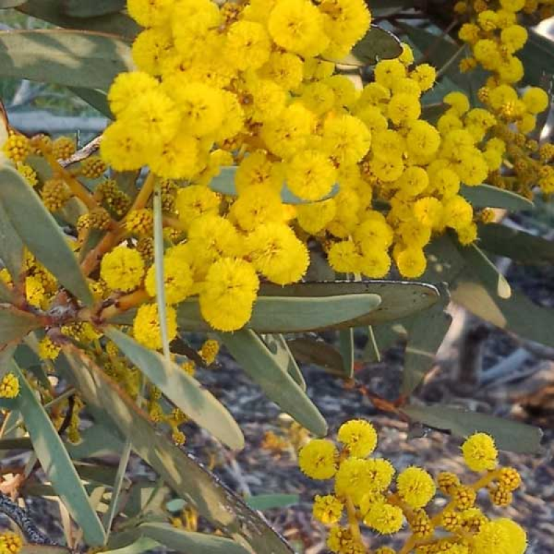 ACACIA notabilis - Notable Wattle or Stiff Golden Wattle | Image by Landcare Broken Hill