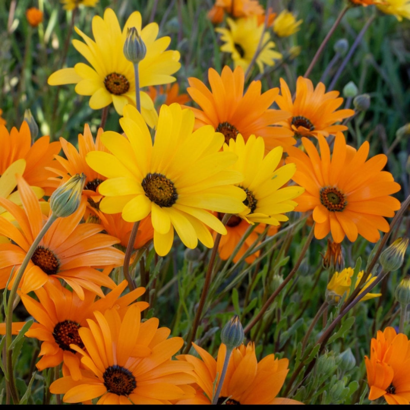 AFRICAN Daisy Mix - DIMORPHOTHECA sinuate | 