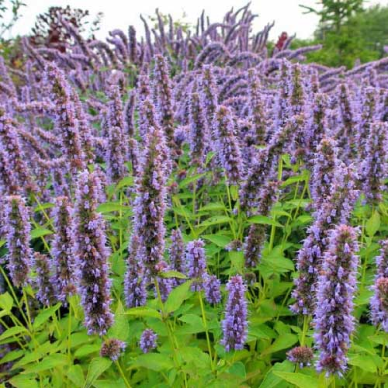 HYSSOP Purple Giant - Agastache rugosa | Image by cultivar413 2.0 Generic (CC BY 2.0) resized
