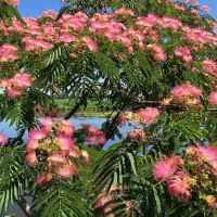 ALBIZIA julibrissin rosea - Pink Silk Tree