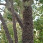 ALLOCASUARINA inophloia - Woolly Oak or Stringybark Sheoak