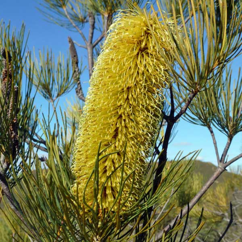 BANKSIA tricuspis - Pine Banksia | 