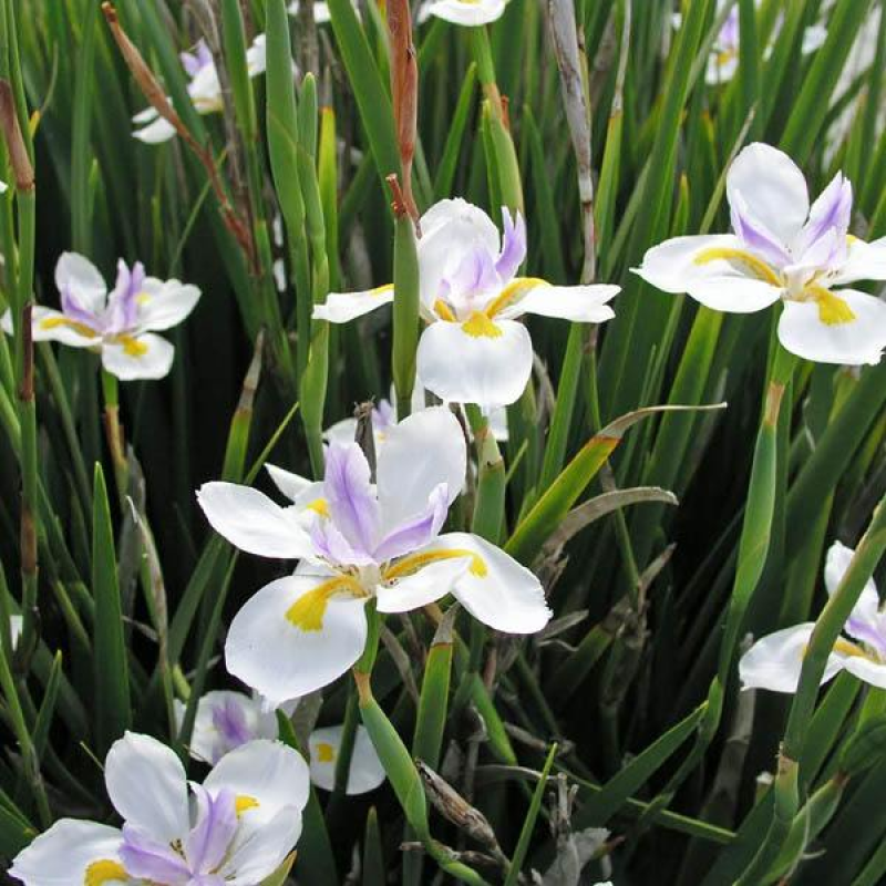 DIETES grandiflora | Fairy Iris