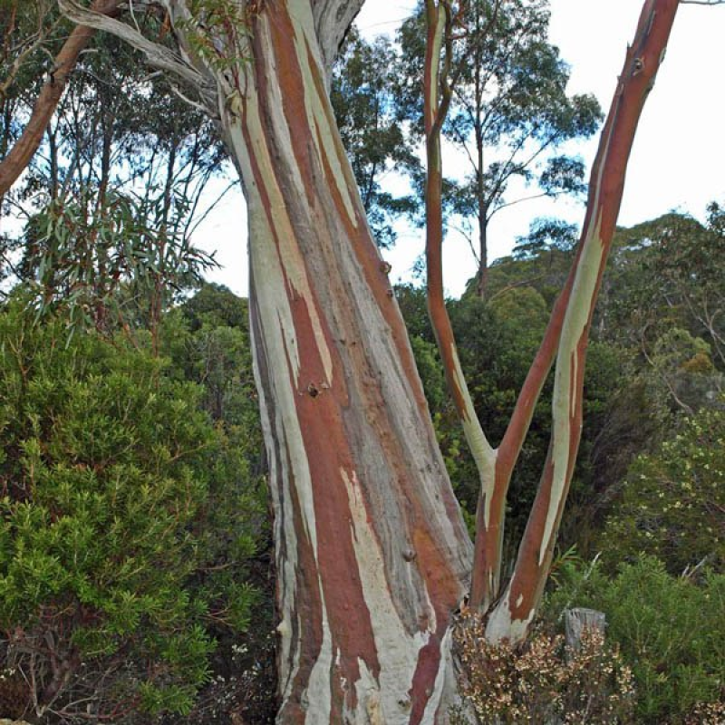 EUCALYPTUS coccifera | Tasmanian Snow Gum