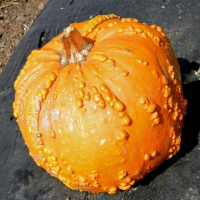 Warted Gourd