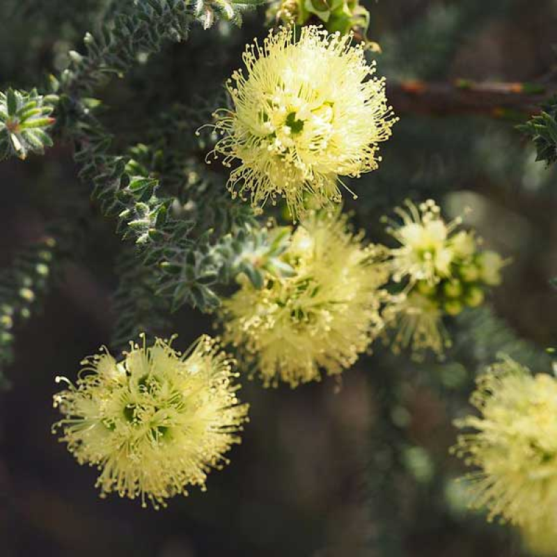 KUNZEA ericifolia - Yellow Kunzea | Image by Geoff Derrin 4.0 International (CC BY-SA 4.0)
