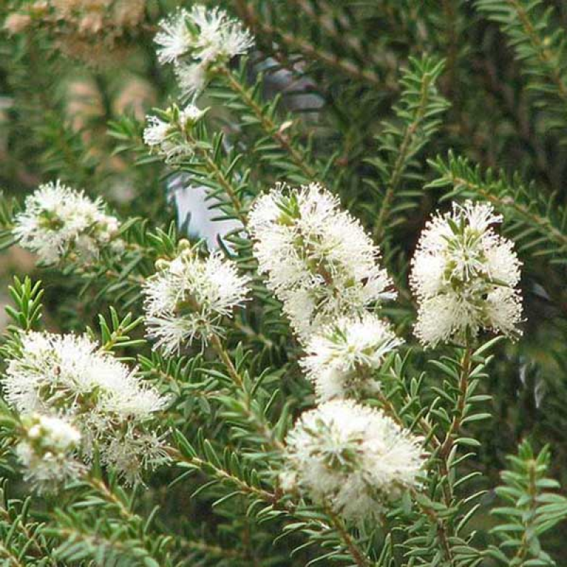 MELALEUCA acuminata - Scented Honey Myrtle | Image by Melburnian (CC BY-BY 3.0)
