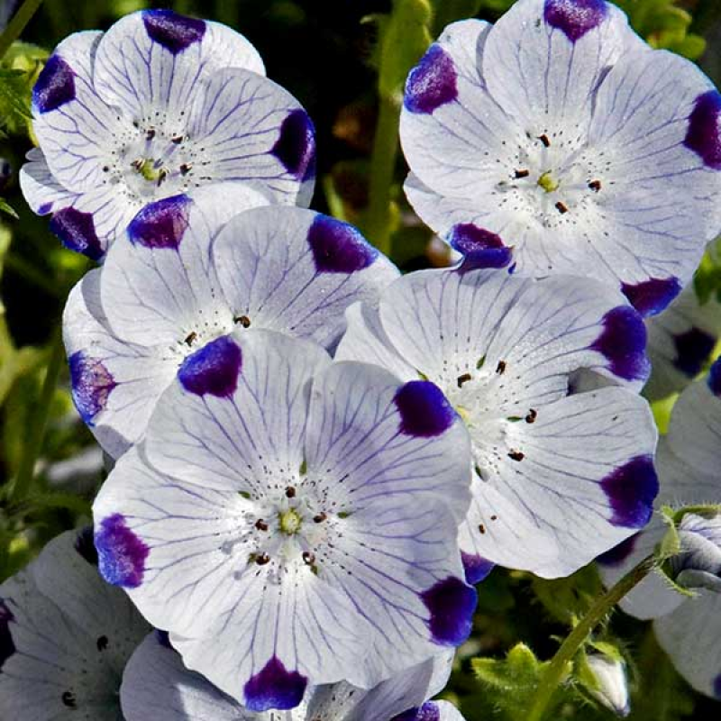 NEMOPHILA maculata - Five Spot | Image by Dreammoose 3.0 Unported (CC BY-SA 3.0)