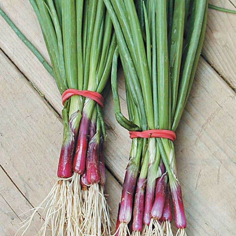 ONION North Holland Red | 