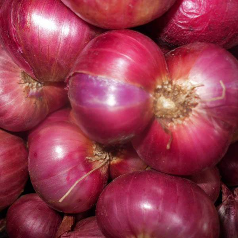 ONION Tanami Red | 