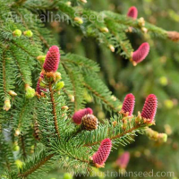 PICEA abies | Norway Spruce