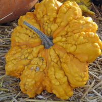 Verrcousa Gourd