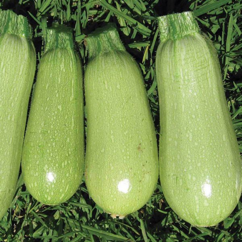Zucchini Clarita | 