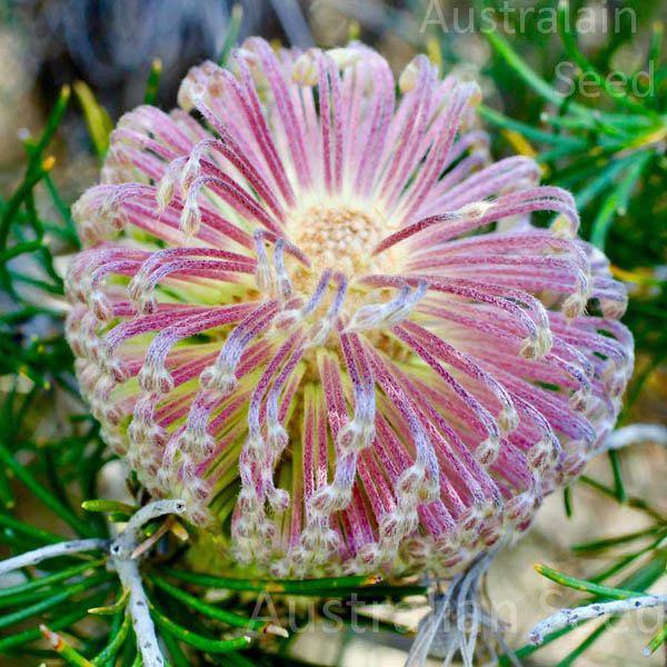 「Banksia scabrella」的圖片搜尋結果