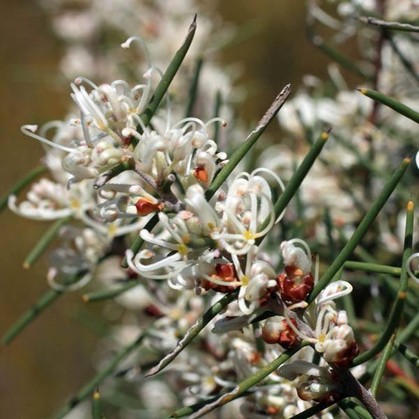 HAKEA teretifolia - View All – Australian Seed