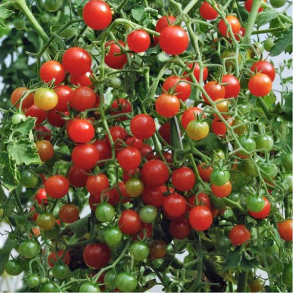 TOMATO Red Currant - Tomato – Australian Seed