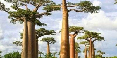 Adansonia - Baobab.
