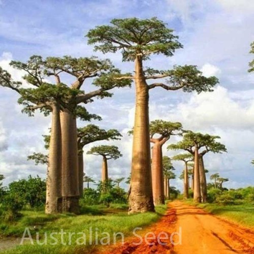Adansonia - Baobab.
