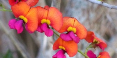 Chorizema (Pea Flower)