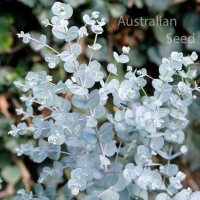 Eucalyptus for Foliage