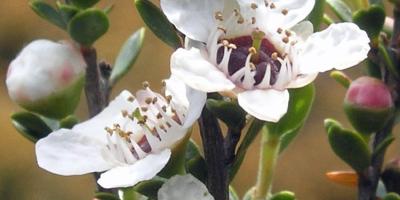 Leptospermum (Tea-Tree)