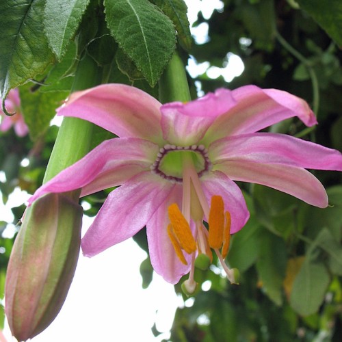 Passiflora (Passionfruit)