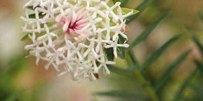 Pimelea (Riceflower)