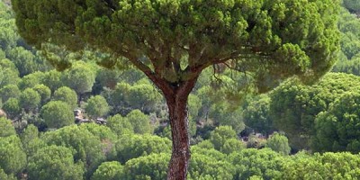 Pine, Conifer, Cypress, Cedar, Fir & Spruce