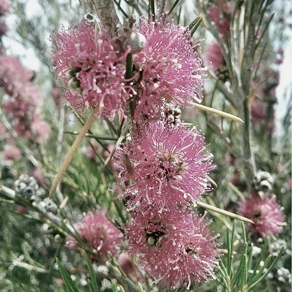 MELALEUCA teretifolia - Pink fls