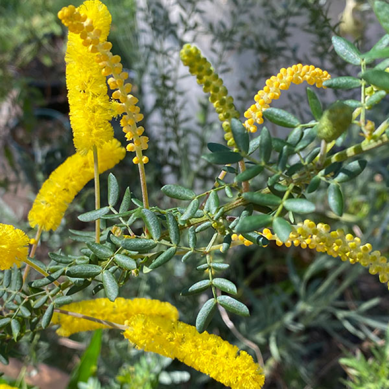 ACACIA drummondii ssp candollena - Drummond's Wattle | Image by Allthingsnative 4.0 International (CC BY-SA 4.0)