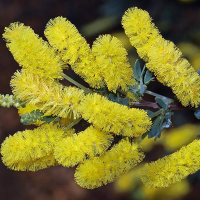 ACACIA drummondii ssp drummondii | Dwarf Golden Wattle