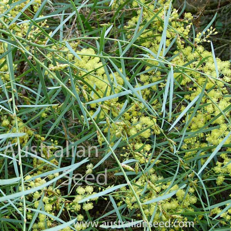 ACACIA iteaphylla | Flinders Range Wattle