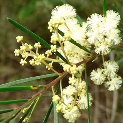 ACACIA linifolia