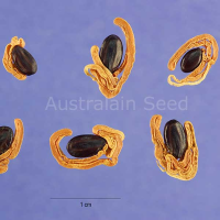 ACACIA melanoxylon - Seed