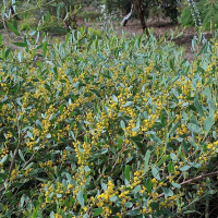 ACACIA redolens - Vanilla Wattle Prostate Low Form | Image by cultivar413 Attribution 2.0 Generic (CC BY 2.0) Cropped and resized