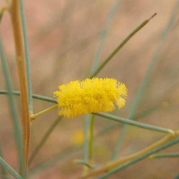 ACACIA tenuissima - Slender Wattle