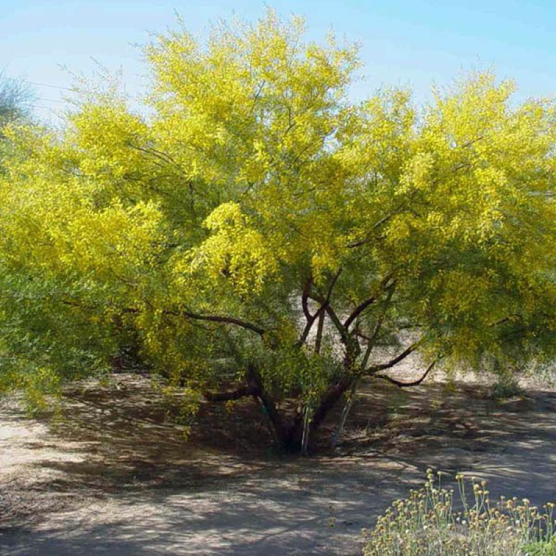 Acacia trachycarpa | Curly Bark Tree