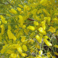 Acacia trachycarpa