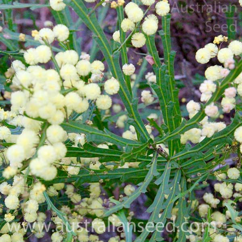 Acacia willdenowiana | Grass Wattle or Winged Wattle