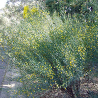 ACACIA aphylla