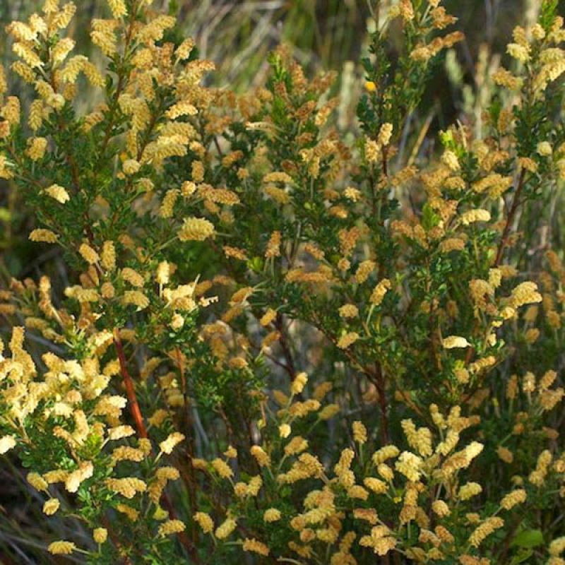 ACACIA drummondii ssp drummondii | Dwarf Golden Wattle