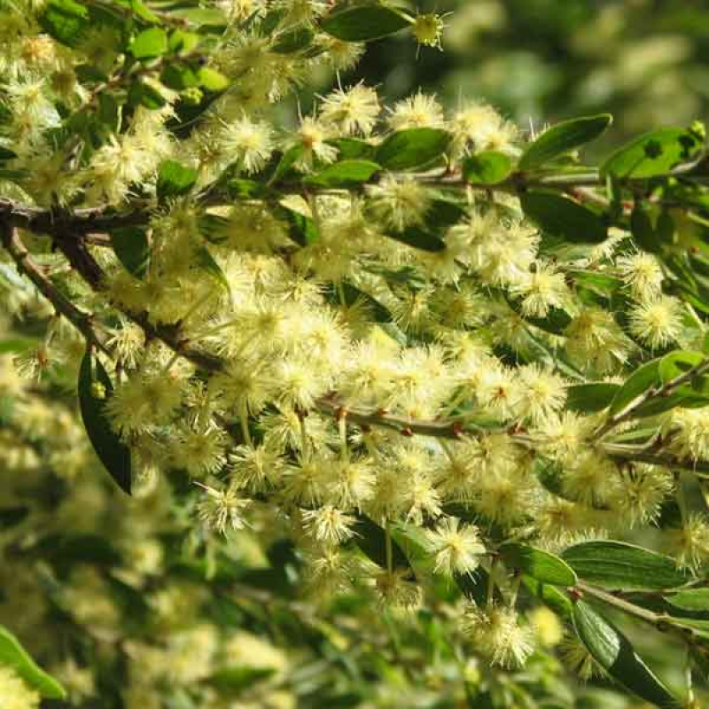 ACACIA howitti - Sticky Wattle | Image by Melburnian 3.0 Unported (CC BY 3.0)