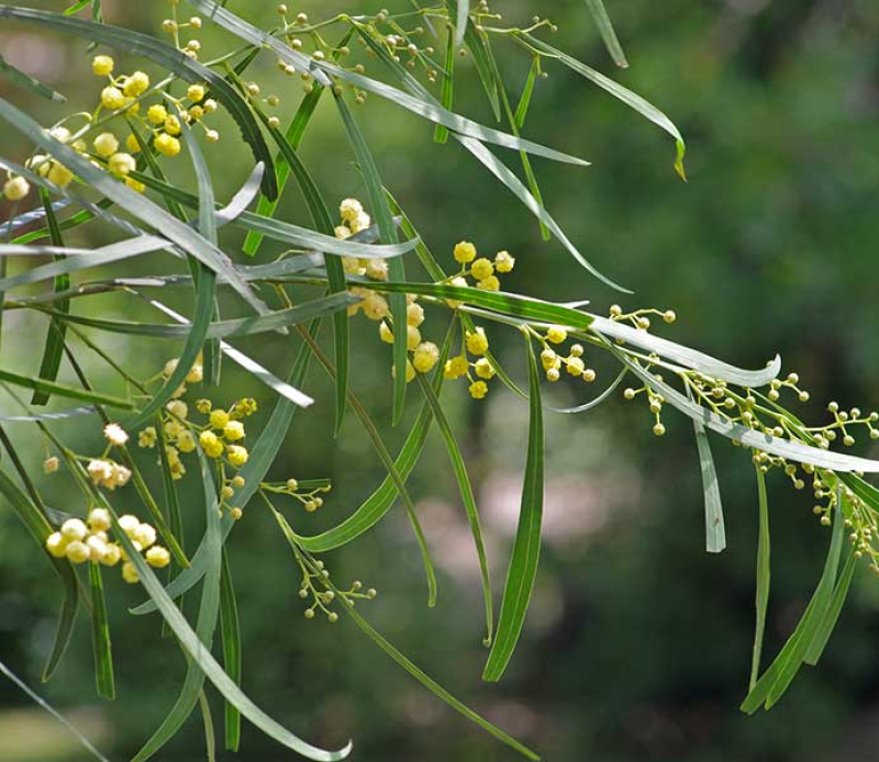 ACACIA provincialis - (retinodes blue-green form) | Image by David Francis34 2.0 Generic (CC BY 2.0)