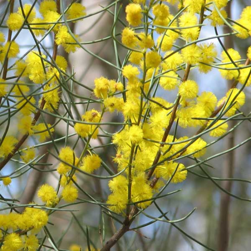 ACACIA aphanoclada  - Nullagine ghost wattle. Image of similar species | Image of a similar species for illustration only. Image of Acacia rigens by Melburnian (CC BY-SA 3.0)