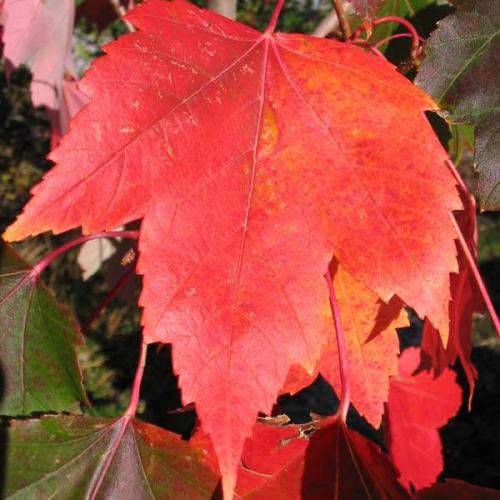 ACER rubrum - Red maple