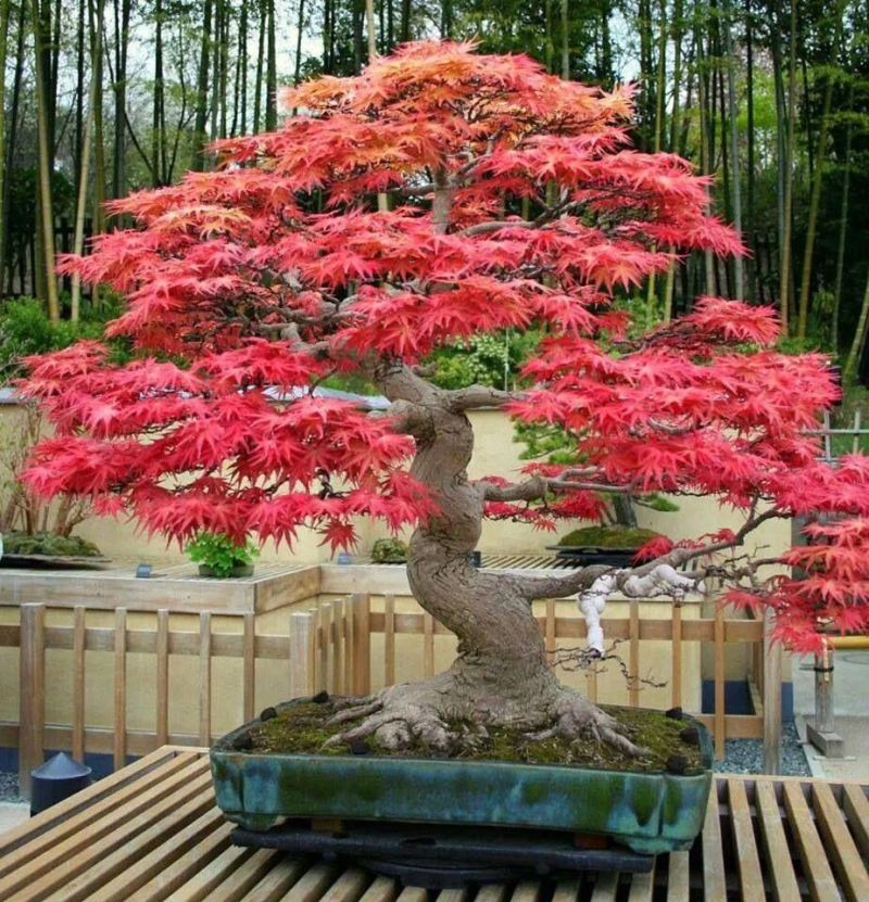ACER rubrum - Red maple (Bonsai) | 