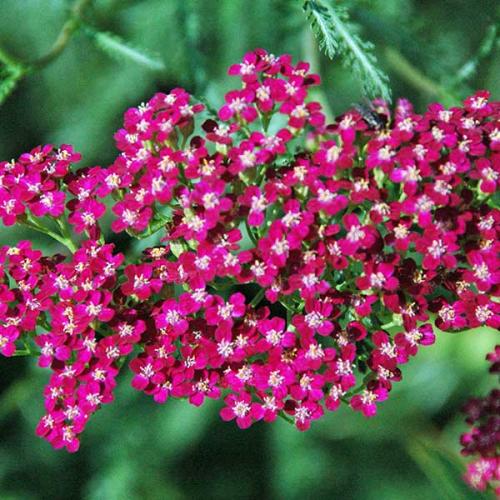 ACHILLEA millefolium rubra - Red Yarrow