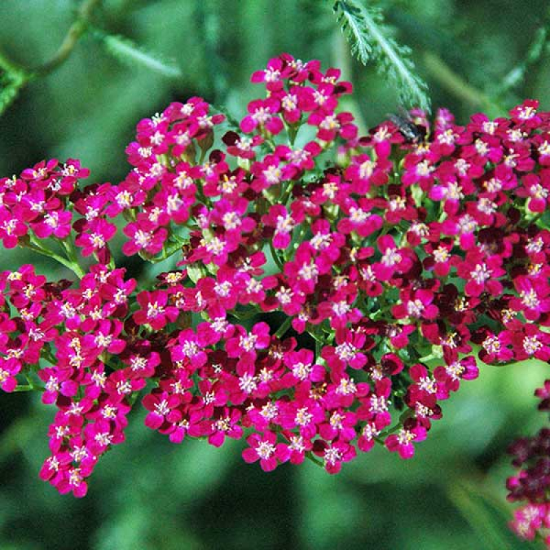 ACHILLEA millefolium rubra - Red Yarrow | 