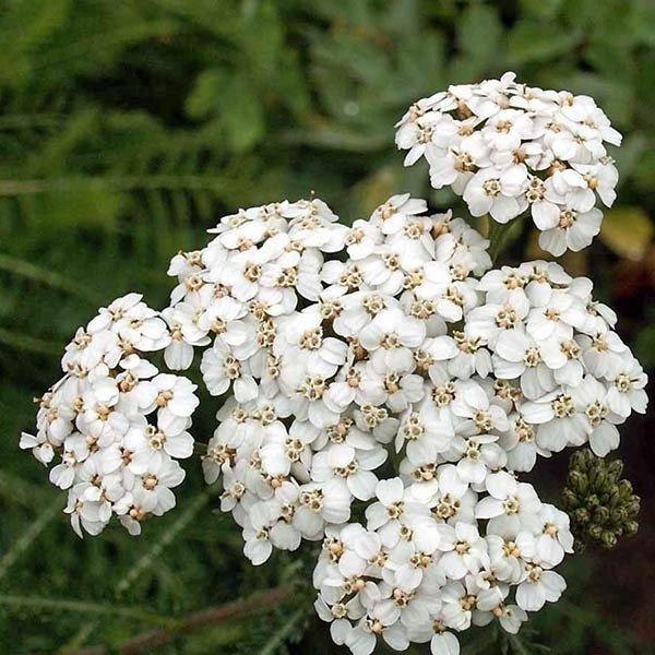 ACHILLEA millefolium - White Yarrow